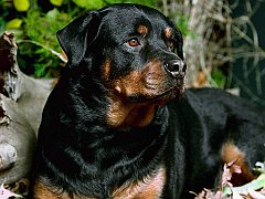 Champ, Rottweiler